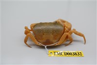 藏品(屏東澤蟹)的圖片